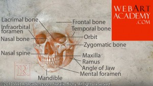 How_to_draw_skulls_Art_Academy