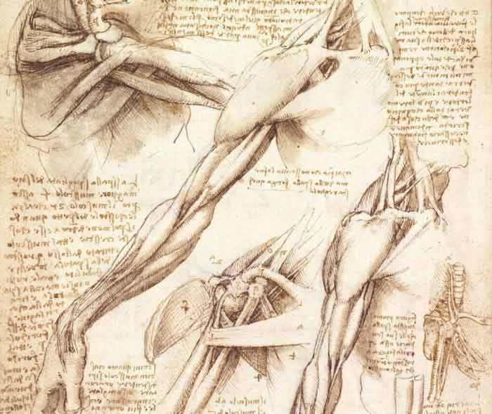 What the Old Masters knew about Anatomy - Leonardo anatomy