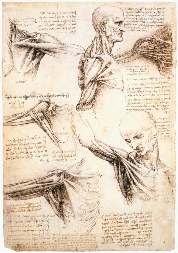 What the Old Masters knew about Anatomy - Leonardo human anatomy